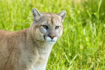 mountain lion portrait  of head