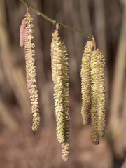 Nahaufnahme Haselnuss Blüten im Sonnenlicht, Corylus avellana