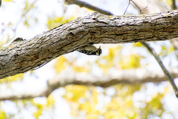 woodpecker hanging face up in a tree