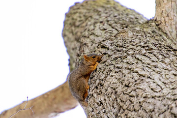 Squirrel in tree in Bellevue Ohio