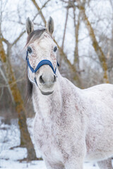 Winter portrait of an Arabian Thoroughbred horse