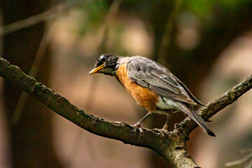 American Robin bird