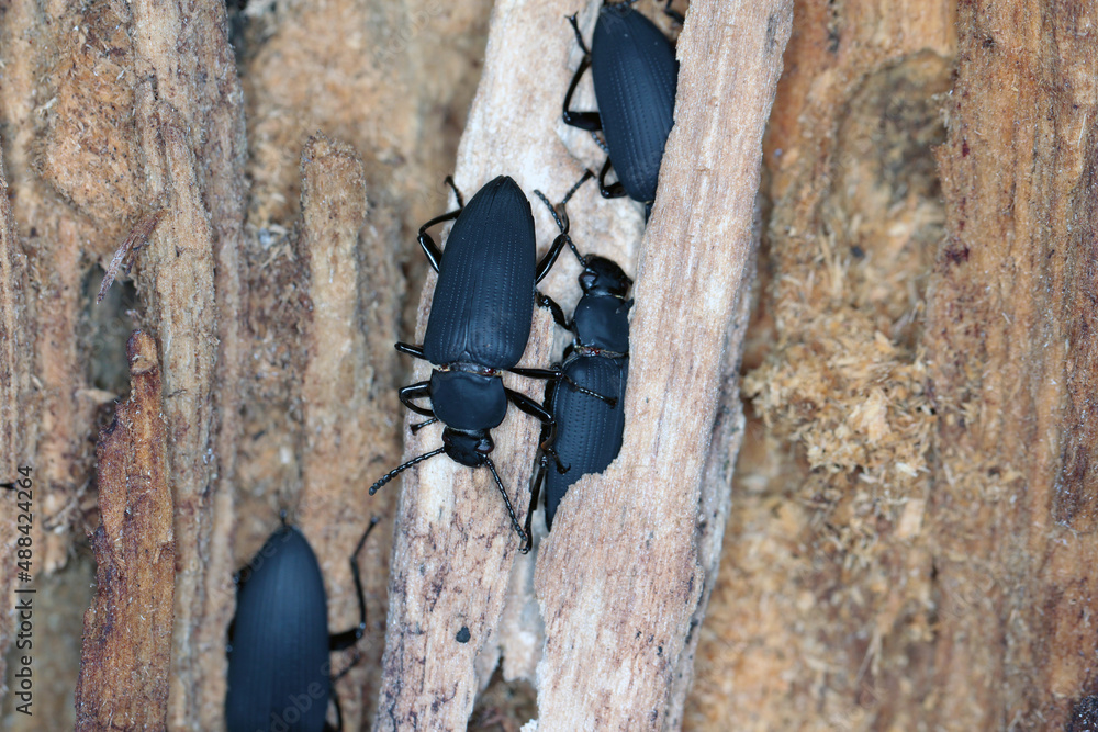 Wall mural Beetles of darkling beetle (Zophobas morio) on wood.