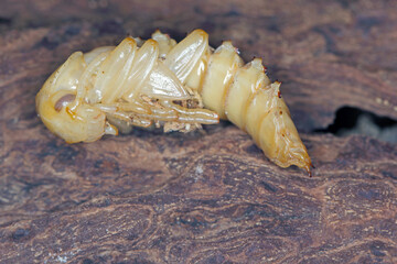Pupa of darkling beetle (Zophobas morio) on wood.