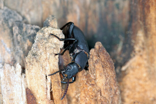 Beetles Of Darkling Beetle (Zophobas Morio) On Wood.