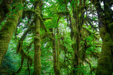 Rainforest Background - Hoh Rainforest Olympic National Park