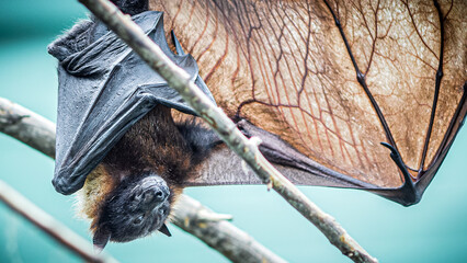 Fledermaus