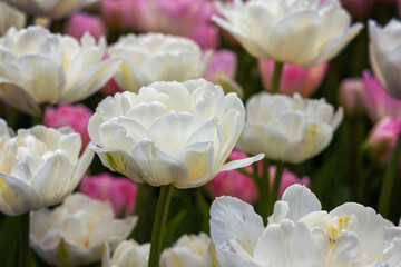 Close-up of white and pink tulips. Spring flowers in the garden. Place for text with congratulations. Field of tulips.
