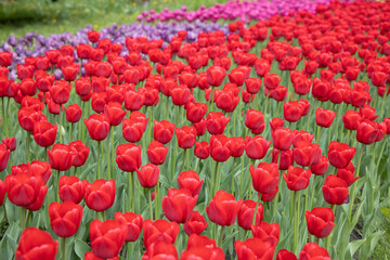 Lots of red tulips. Field of tulips. Spring flowers in the garden. Place for text with congratulations.