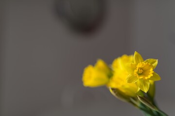 Close-up of a narcissus flower. Symbol of the coming spring and interior decoration.