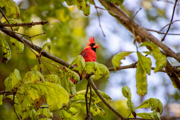Red cardinal song bird sitting in a tree in Ohio