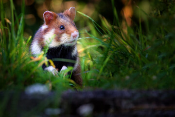 The European hamster - Cricetus cricetus, also known as the Eurasian hamster