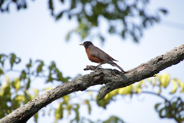 American Robin bird