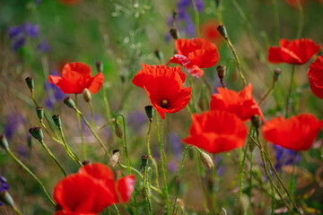 Obraz premium Red poppies in full blossom grow on the field. Blurred background