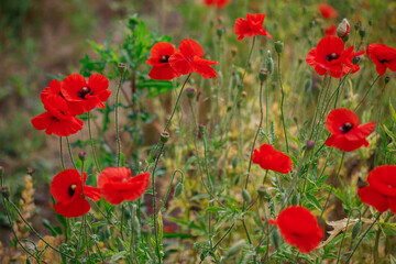 Red poppies in full blossom grow on the field. Blurred background