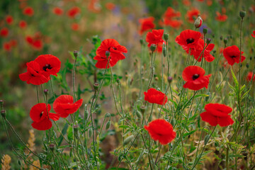 Red poppies in full blossom grow on the field. Blurred background