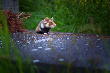 The European hamster - Cricetus cricetus, also known as the Eurasian hamster