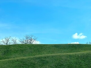 Fototapeta na wymiar Green grass field and blue sky. 