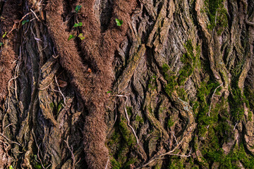 Nahaufnahme der Strukturen und Texturen der Rinde eines alten Baumes