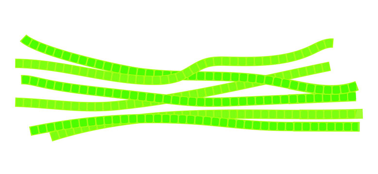 Microscopic Algae Spirogyra, Causing Turbidity Of Water