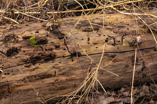 Totholz im Bannwald Gebiet ist Lebensraum f&uuml;r Insekten und deren Larven und wird gefressen und zersetzt