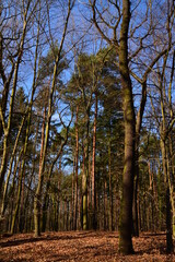 Fototapeta premium Wald - Wiesen - Mischwald