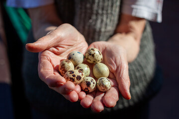 old woman holding quail eggs in palms - obrazy, fototapety, plakaty