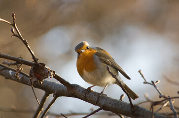 Robin on a branch