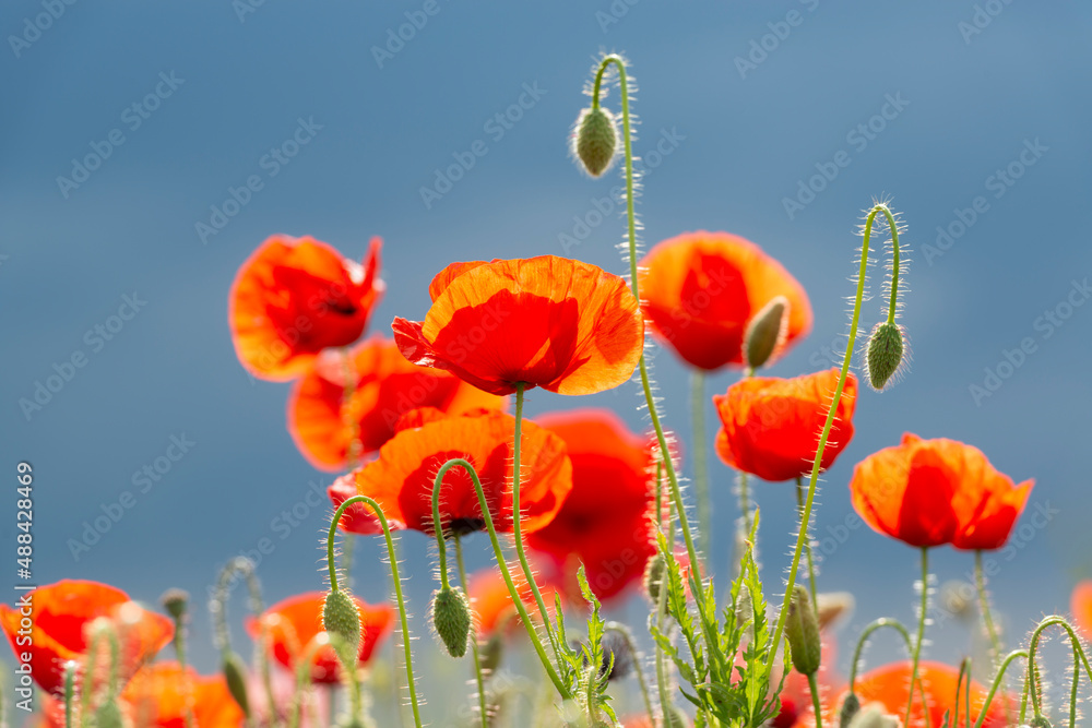 Wall mural poppy flowers against dark stormy sky