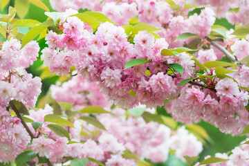 Lush flowers on a sakura tree