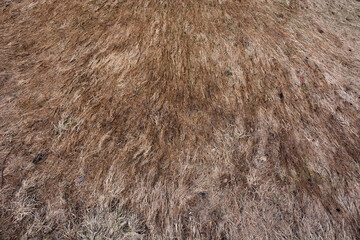 Old dry grass in autumn as a background
