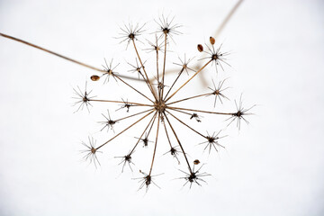 Dried umbel flower on white snow background - obrazy, fototapety, plakaty
