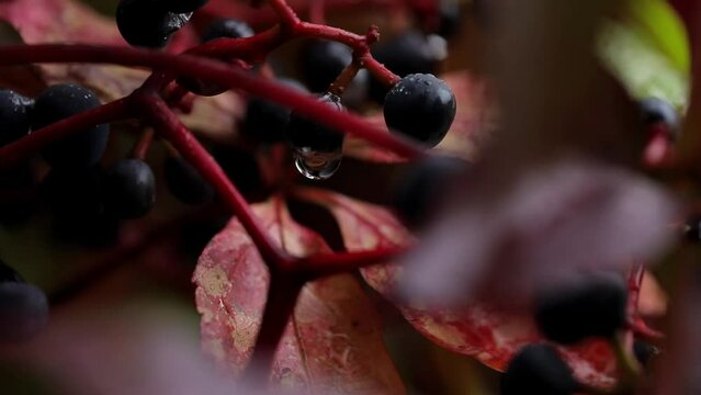 Large dark blue berries of garden grapes covered with large drops of water during rain slowly sway in the wind. Close up macro image of grape fruit on a rainy autumn day.
