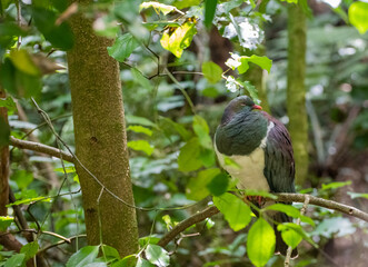 new zealand wood pigeon