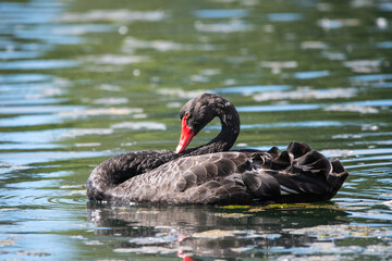 black swan on the lake