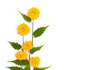 Yellow flowers, with bright juicy green leaves on white background, flat lay, top view