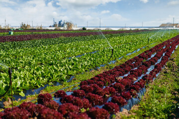 Rainbow of colorful fields of summer crops (lettuce plants), including mixed green, red, lettuce...