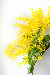 Fototapeta na wymiar Mimosa or silver wattle yellow spring flowers on the white background
