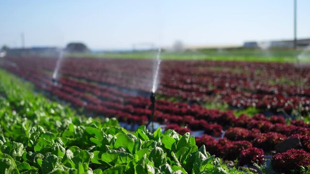  Rainbow of colorful fields of summer crops (lettuce plants), including mixed green, red, lettuce harvest.