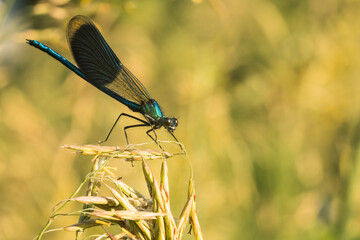 Dragonflies - a row of predatory, evolutionarily old insects with incomplete transformations, slender body, large compound eyes, short torso, highly elongated abdomen and two pairs of wings, which are