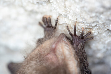 The brown long-eared bat or common long-eared bat (Plecotus auritus)	toes/feet clos-up