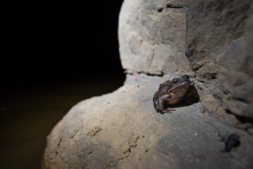 European common frog, European common brown frog, European grass frog (Rana temporatria)
