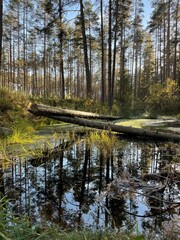 A magical, climatic nature reserve. Forest, stream, wildlife, untouched nature.