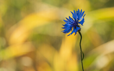 The cornflower is not only a pretty flower, but most of all a plant with medicinal properties that...