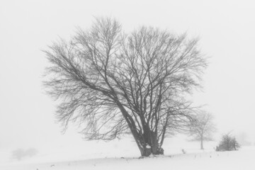 Fototapeta na wymiar Baum im Winter