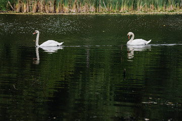 Two graceful white swans swim in the green water. 