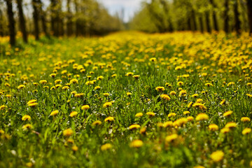 Young apple orchard garden in springtime with beautiful field of blooming dandelions