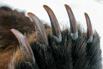 Paw of large bear with long, sharp, strong claws close-up.