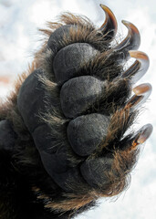 Bear's front paw with long and sharp claws close-up.