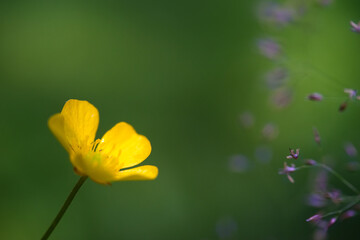 Floral background for text.A large yellow flower on a green background, a clean place for the inscription. Summer background in soft focus.
